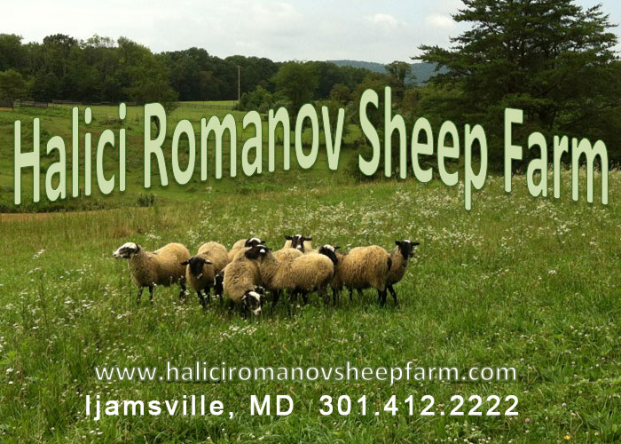 Welcome to Halici Romanov Sheep Farm Slide 1