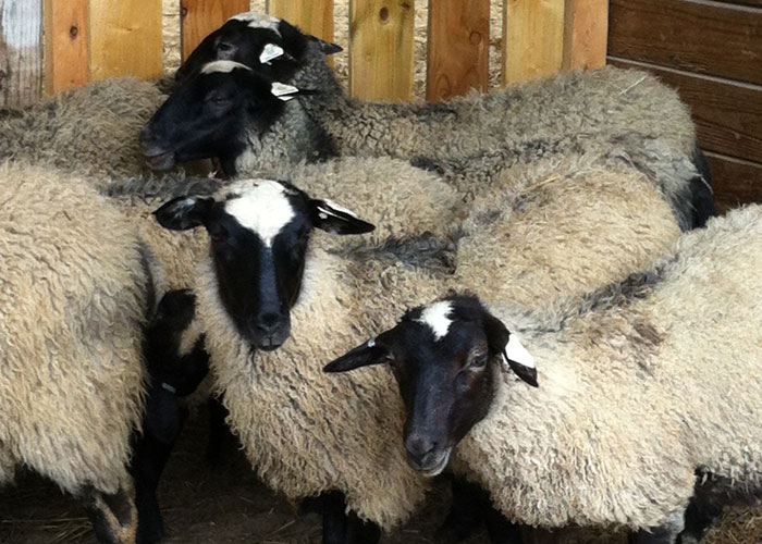 Halici Romanov Sheep Slide 2 Slide 2