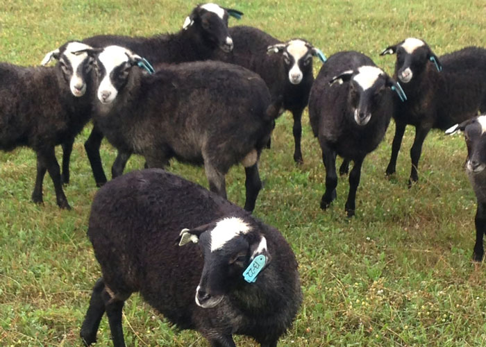 Halici Romanov Sheep Slide 3 Slide 3