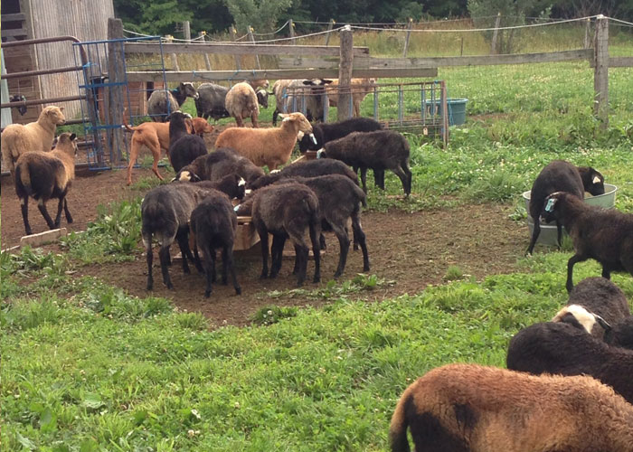Halici Romanov Sheep Slide 4 Slide 4