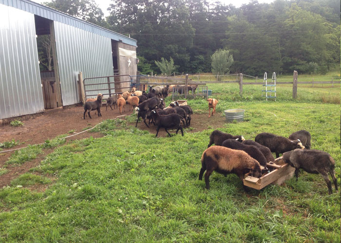 Halici Romanov Sheep Slide 5 Slide 5