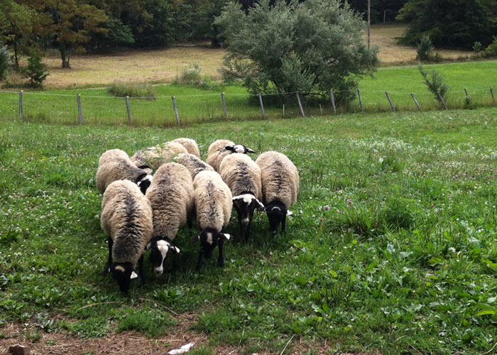 Halici Romanov Sheep Slide 6 Slide 6