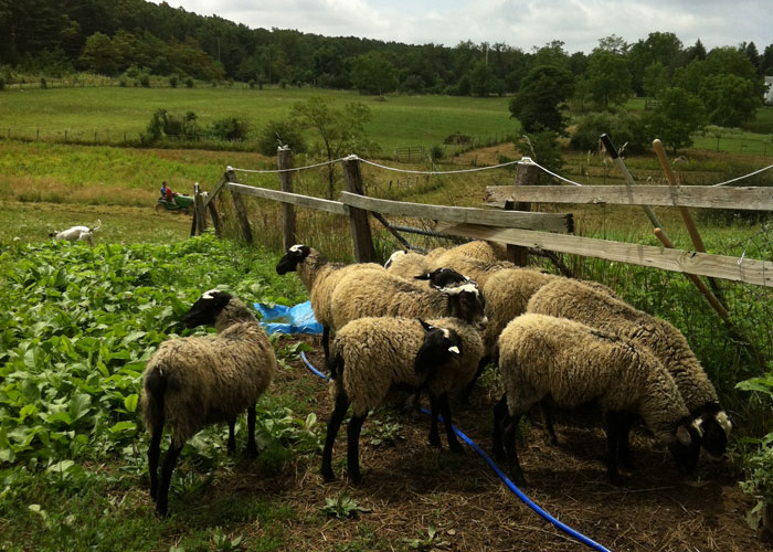 Halici Romanov Sheep Slide 7 Slide 7