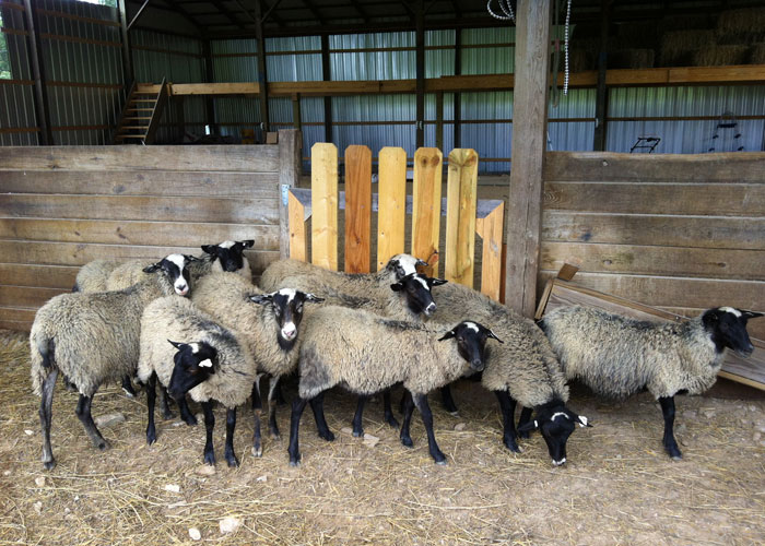 Halici Romanov Sheep Slide 8 Slide 8