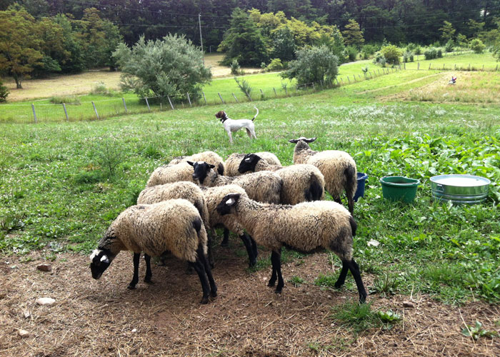 Halici Romanov Sheep Slide 9 Slide 9